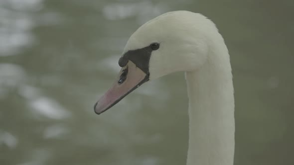 White Swan on the Lake. Close-up