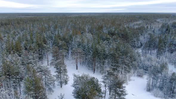 Flight Over a Taiga Forest in Winter