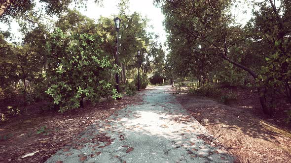 Empty Footpath in Park at Summer