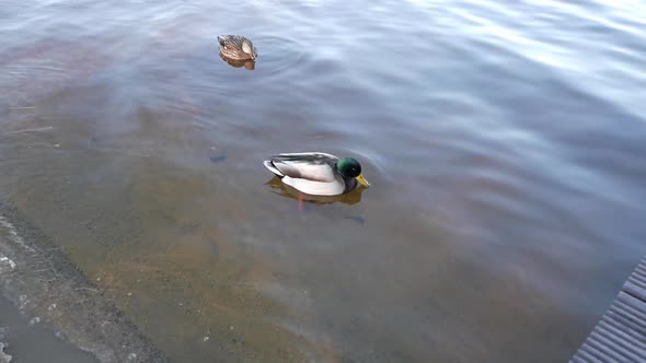 Three rouen ducks floating in a lake. They get closer doing food solicitation behaviour. One is grey