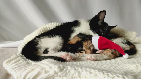 Blackandwhite and Tricolor Kittens Sit on a White Blanket on a Light Background