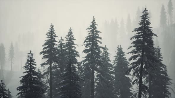 Carpatian Mountains Fog and Mist at the Pine Forest