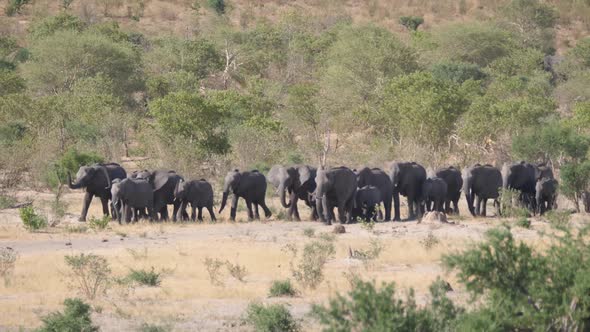 Big herd of African Bush elephants marching 