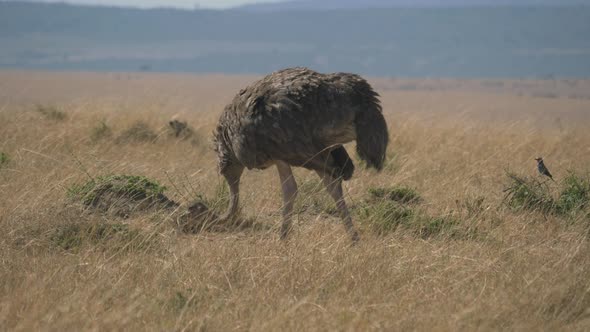 Female ostrich grazing