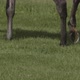 Horse's legs stroll through the fresh grass, horseshoes sparkle in the sunlight. - VideoHive Item for Sale