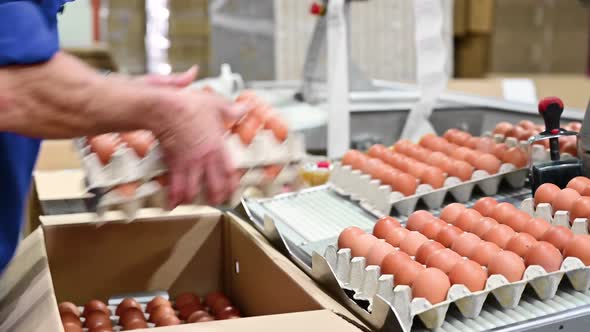 Worker Packing Eggs Production Line