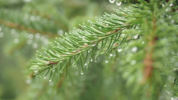 Close Up of Blue Spruce Tree Branch on Rainy Day