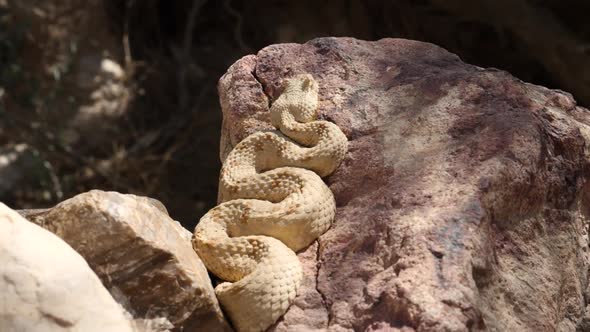 Desert Adder Snake Resting On Rock Basking In The Sun. Hand Held Pan Left