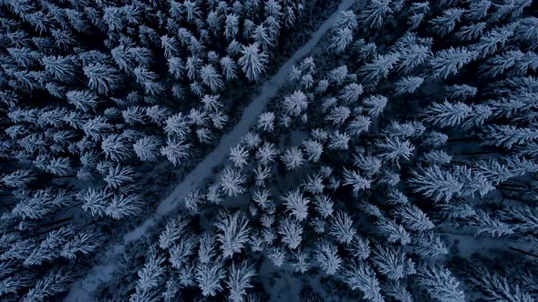 Aerial Flying over Dark Mountain Winter Pine Forest