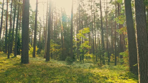 Beautiful Sunset In Autumn Coniferous Forest