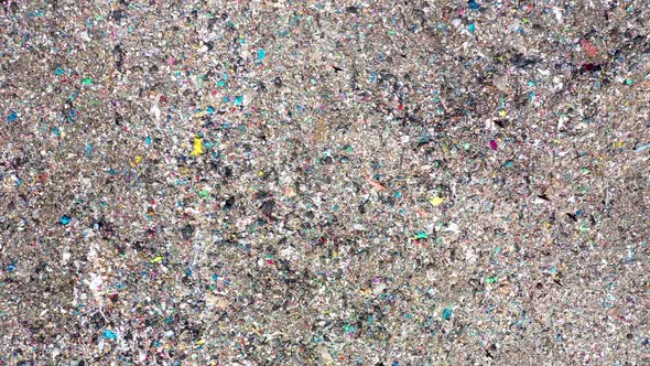 Jackdaws Flying Over a Landfill