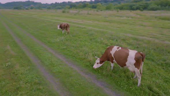 Aerial Video Filming From a Drone