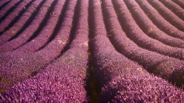 Lavender Field with Many Bees, Provence France