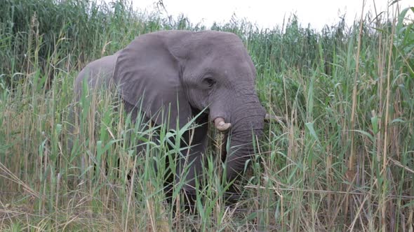 Portrait of grazing African Elephant in in Etosha