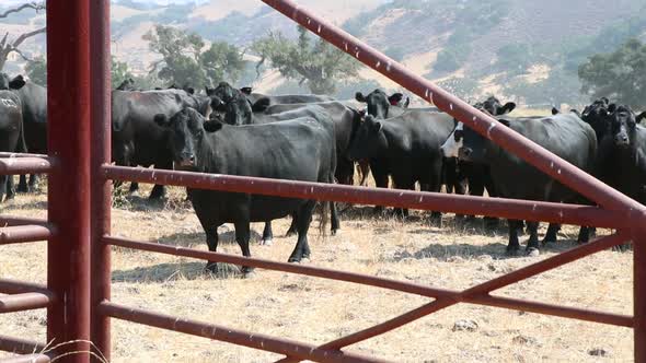 Herd of black Angus Cattle watching the camera behind traditional barbed wire fence and pipe gate