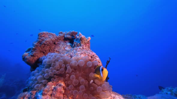 Clownfish and Sea Anemone