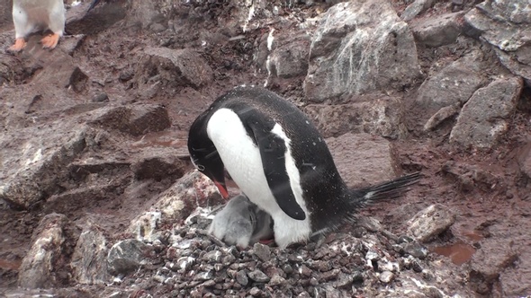 Antarctica. There are a lot of penguins resting on the rocks at Hope Bay. Antarctic Peninsula.