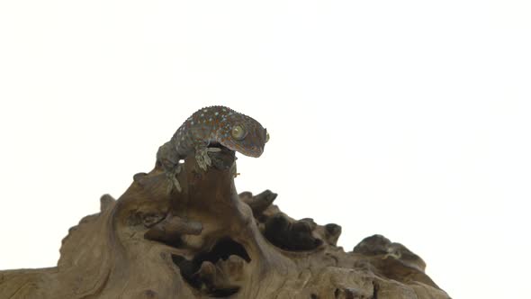 Tokay Gecko - Gekko Gecko on Wooden Snag in White Background