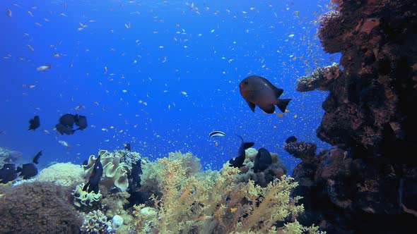 Marine Coral Colourful Garden