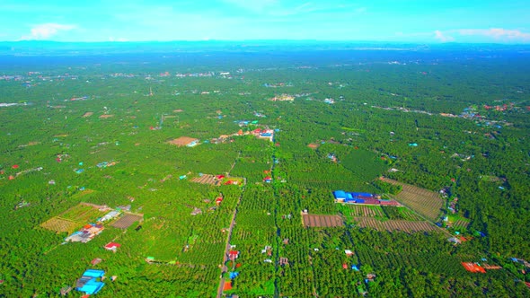 Aerial view of agriculture in coconut grove for cultivation