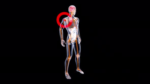 4K anatomy concept of a shoulder pain