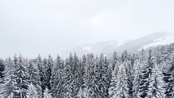 Areal View of Snow Covered Fir Forest Trees and Alps Mountains