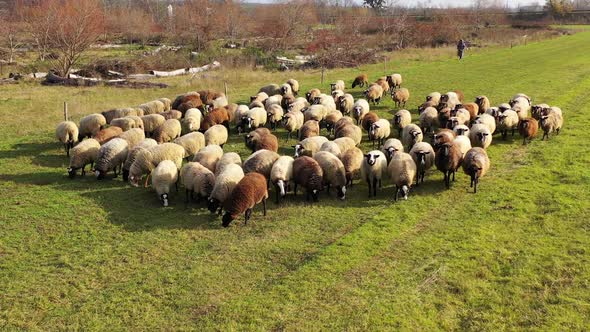 Herd of sheeps eats a grass on the beautiful meadow. 