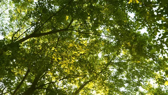 Sun Rays Breaking Through Green Foliage and Branches of Trees in the Forest