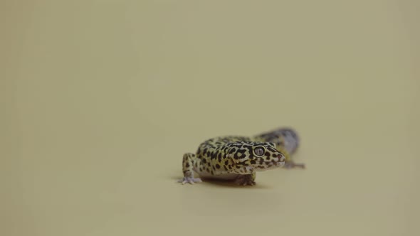 Leopard Gecko Standard Form Eublepharis Macularius on a Beige Background