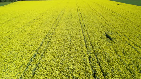 Drone backwards over canola field in bloom, converging lines.