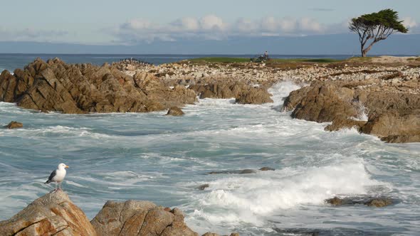 Ocean Waves and Rocks Monterey Northern California USA