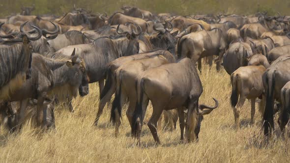 Gnus grazing in the savannah