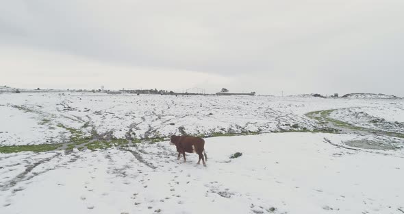 Aerial view of a cow in a field with snow in winter, Golan Height