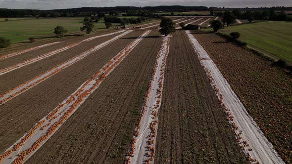 Pumpkins In Field UK Farming