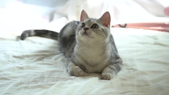 Cute Scottish Cat Lying And Looking On Bed