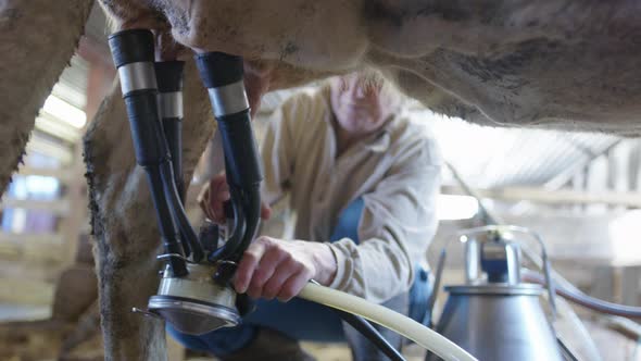 The farmer attaches all four suckers to the teats so milking can begin, Sweden