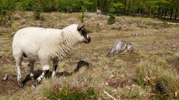 Sheep grazing on a heather