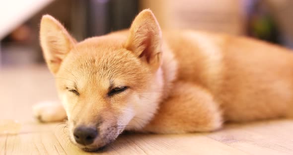 Sleeping shibu dog at home