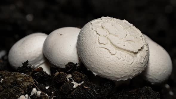 Champignon Mushrooms Growth in Time Lapse on a Soil Background. Ecological Cultivation of Products. 