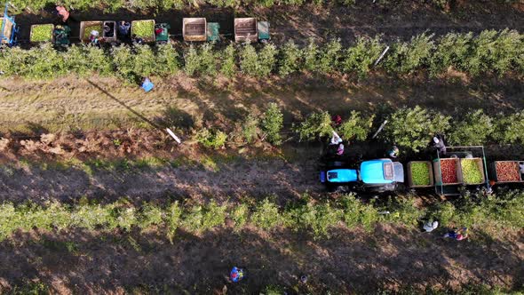 Apple Harvest, Aero, Top View, Seasonal Workers Pick Ripe Apples From Trees in Farm Orchard