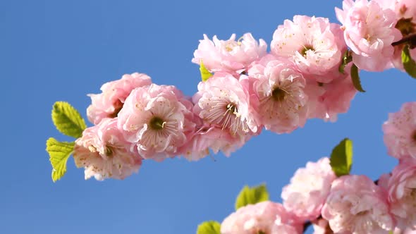 Blossom Pink Sakura