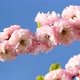 Blossom Pink Sakura - VideoHive Item for Sale