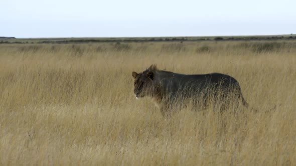 Walking Lion in Savanna Etosha Namibia