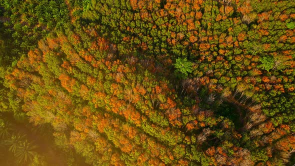 Colorful of forest Top down Aerial view Shot on drone camera. Nature and travel concept