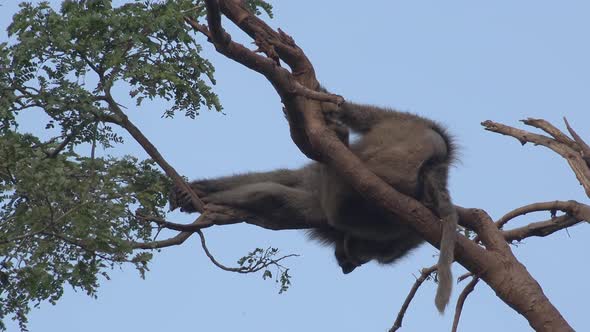 Lazy Baboon Monkey Sleeping in the Tree