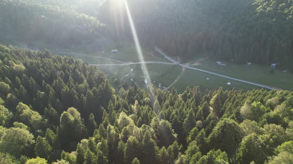 Aerial Pine Forest and Valley