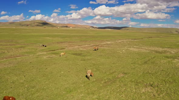Cattle on the plains of Bayanbulak Grassland