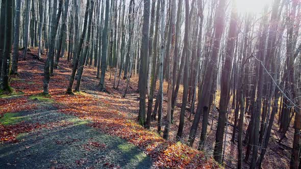 Autumn Forest Sun Glow Day