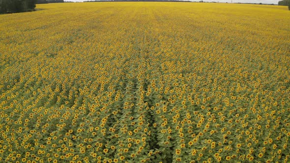 Field of Summer Sunflowers