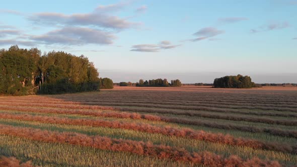 Pink field in the evening